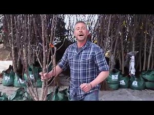 Orchard Columnar Apple Trees