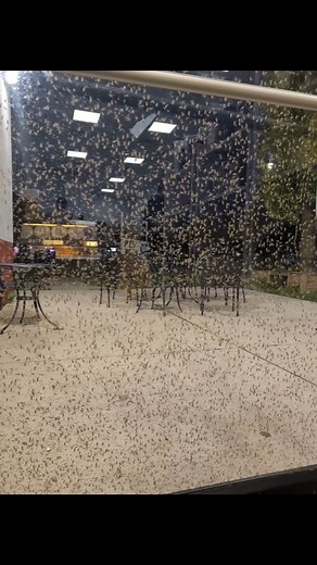 This is going to be the easiest Memorial Day BBQ ever! Just place a bug zapper outside. If you need more than zapped mayflies, order take out/delivery! We are open regular hours 8am-10pm. PieCafe.com | Pie Cafe