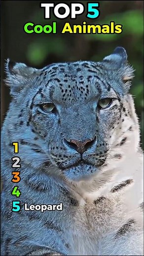 Top 5 Cool Animals That Look Straight-Up Legendary 🐾🔥#top5 #coolanimals #animaltok #viral #ronaldo