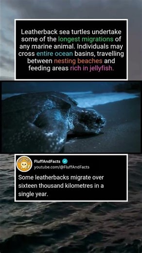 Leatherback Turtle Migration Explained