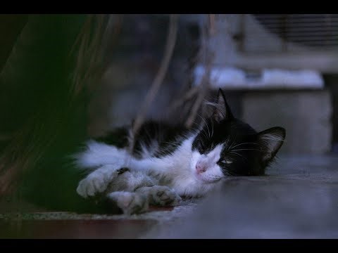 Unlocking Cat Secrets: Why Your Feline Friend is So Fascinating!