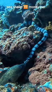 sea snake vs Moray eel🐍 #Spearfishing #fishingislife #reelsvideo #trendingvideo #RenzSpearfishing | Renz Spearfishing
