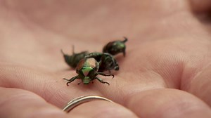 Japanese beetles invading NW Portland