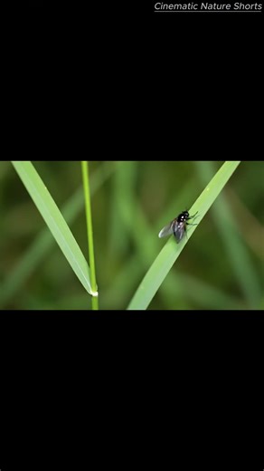 Fireflies Explained (Realistic): How Bioluminescence Works at Night (40s) #shorts