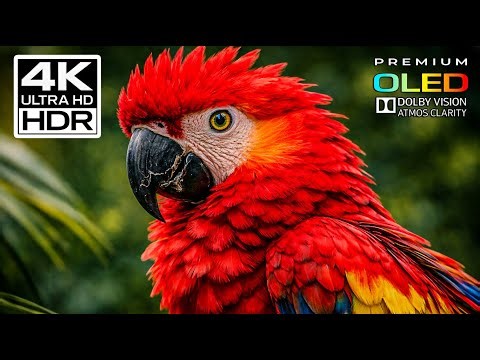 INCREDIBLE COLORS — Cinematic 4K Ultra HD Experience | Dolby Vision OLED (TV Demo)