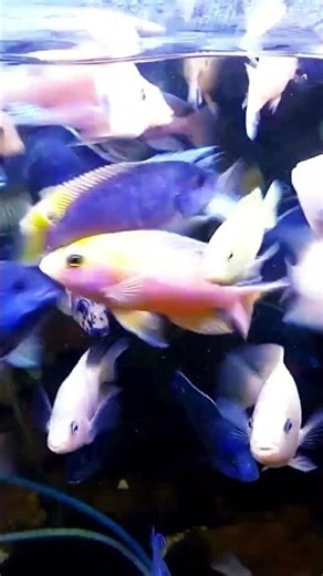 African cichlid community tank