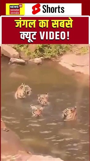 Tiger Family: पानी में धमाल मचाते दिखे टाइगर शावक | shorts | Wildlife | Viral video | Jungle life |