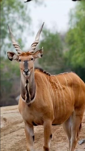 Africa’s Mysterious Bongo: The Largest Forest Antelope #AfricanWildlife #Wildlife #SaveWildlife