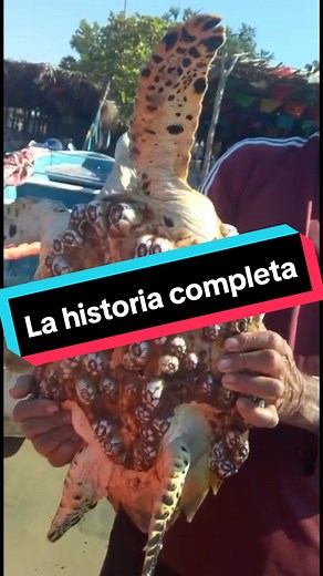 La tortuga carey, su historia completa 🌊💙 #Tortuga #tortugacarey #Ayudando #tortugamarina #Rescatando #Animales #Naturaleza #Mar #peligrodeextincion #animalesmarinos #Balanos #Curioso #Increible #historia #finalfeliz