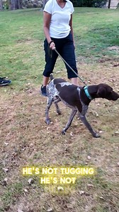 28K views · 1.2K reactions | Ray & Irene tell about Felix, 李 a recently rescued #germanshorthairedpointer  - you can read more on our website https://www.gsp-rescue.org/gspr-news/felix-stray-adopted-returned-rescued and watch the full-length video. https://youtu.be/ho13RNu_0BE #gsplife #saveashelterdog #cagsprescue #rescuedog | California GSP Rescue | Facebook