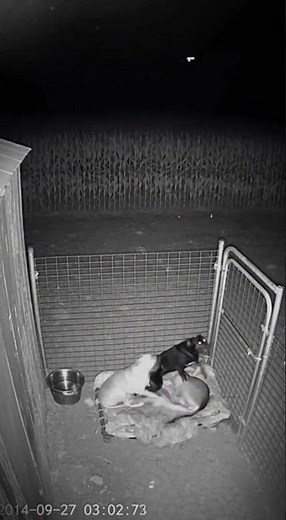 Unseen Predator in the Cornfield — Found Footage IR Clip