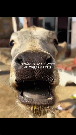 beautiful creatures 🐕✨🫶 #contentcreation