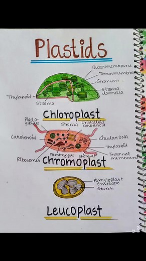 Plastids #Biology #Science #LifeScience #BiologyLover #StudyBiology #BiologyStudent #BiologyTeacher #BiologyFacts #CellBiology #MolecularBiology #Genetics #Ecology #Evolution #Biotechnology #Biochemistry #Microbiology #Zoology #Botany #BiologyResearch #ScienceEducation | Biology KL