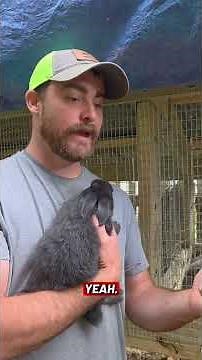 How to dispatch rabbits #rabbits #rabbitmeat #rabbitsforhomesteading #homesteading