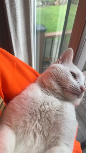 Encountering the Backyard Monster: A Close Look at Blacktail Deer