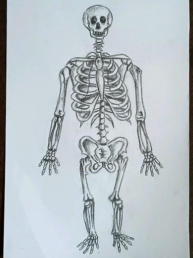 Cómo dibujar un esqueleto humano fácilmente
