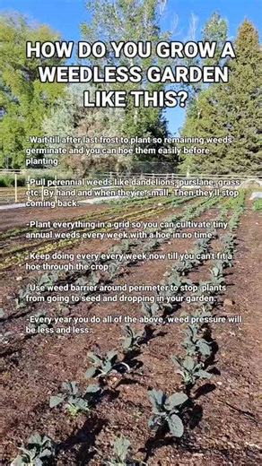 How to Grow a Garden Without Weeds