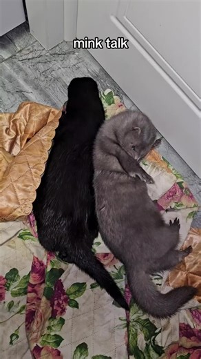 Understanding the Conversation: Domestic Mink Communication Explained
