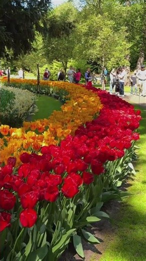 Spring in the Netherlands 🇳🇱 Millions of Tulips