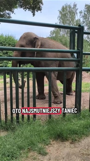 Najsmutniejszy taniec świata, czyli historia słonicy Wiki z gdańskiego zoo.