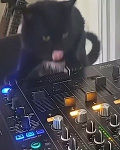 92K views · 665 reactions | DJ Cat making transitions for treats  | DJ Mag | Facebook