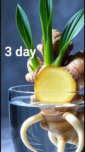 ginger time video - YouTube