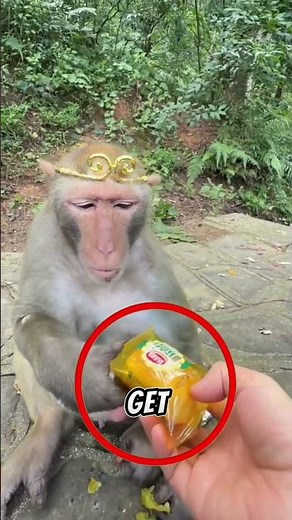 "This Man’s Funny Monkey Pranks Will Make You Smile! 😂🐵👑🔥"