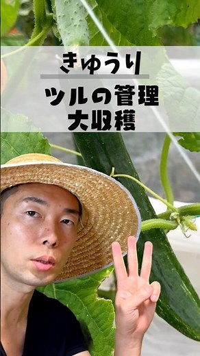 キュウリのつる、放置で99がつかない！夏まで穫れる整枝3つのコツ #家庭菜園