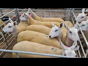 Selling 1200 Sheep in 4 Hours! Sheep Sale 2022 at Jalex Livestock