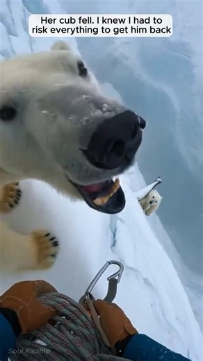 I Saved A Polar Bear Cub from a Mountain Cliff (He Came Back!) (POV)
