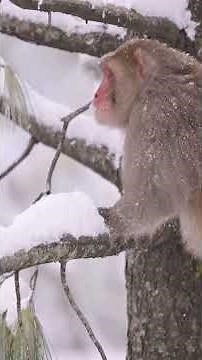 Where Did Primates Evolve? New Science Discovery Changes Everything!