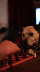 A Christmas story of Harold and his beloved dog Rosko. Watch as Rosko decides to take things into his own paws to make his best friends Christmas wish come true. ✨🎄♥️ | Darren & Phillip