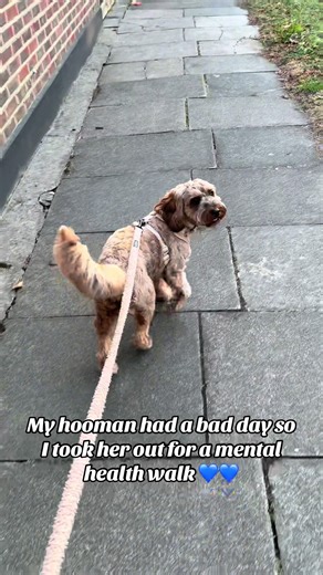 Hopefully I cheered my hooman up 💙💙💙 #cute #cockapoo #dogsoftiktok #cockapoolove #cockapoooftiktok #cockapoosoftiktoks #fyp #foryoupage #walkies #dogwalk #dogwalking