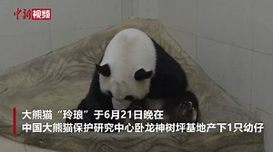 The China Conservation and Research Center for the Giant Panda (CCRCGP) said its Shenshuping Base in southwest China's Sichuan Province had welcomed the year's first giant #panda cub born in captivity. The cub was delivered at 11:50 p.m. on June 21 to #Linglang, a first-time mother, following a successful natural mating with male panda Yaxing in early March.🐼 | China News 中国新闻网
