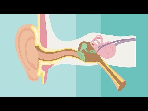 How Hearing Works