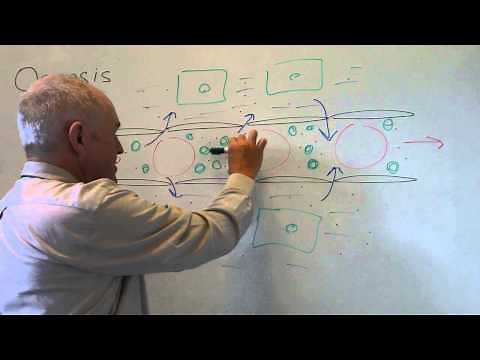 Body fluids 7, Osmosis examples