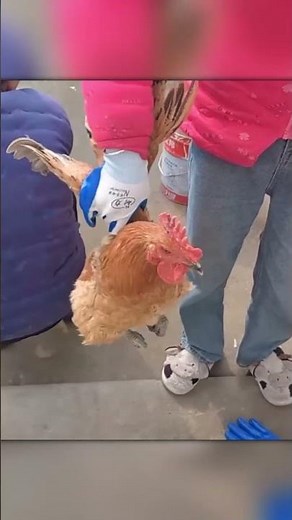 Incredible Chicken Head Stabilization!