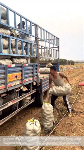 Agricultural bags fly onto trucks, efficiently loading crops from the fields