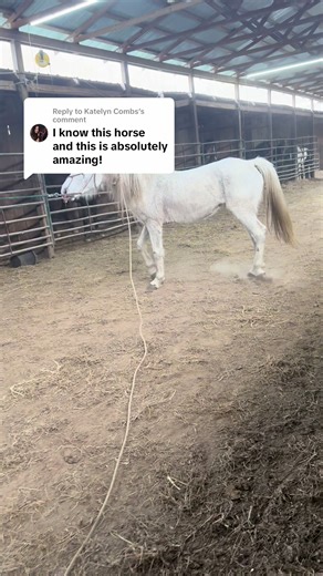 Replying to @Katelyn Combs | horse videos