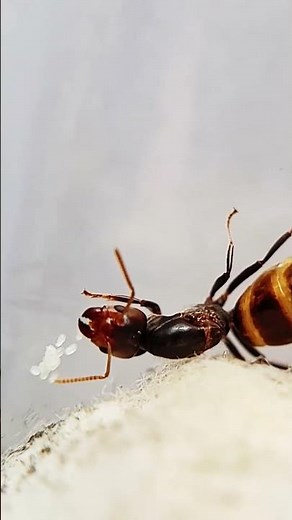 La reine fourmi parasitée ! (Azteca sp.)
