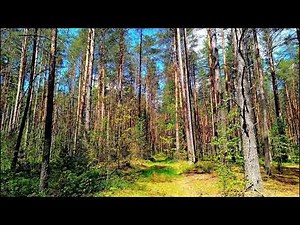 Forest Birdsong / Nature Sounds For Relaxation & Sleep / Sounds of Nature
