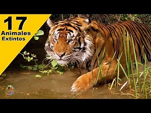 17 Animales Extintos en los últimos 50 Años