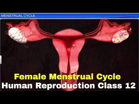 Menstrual Cycle Explained | 3d Animation | Phases, Hormones | Human Reproduction | Best for NEET