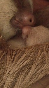 The cutest thing you'll see today: 😘 A sloth mom kissing her baby. This mother and her baby are wild sloths that live above the Cafe, in downtown Puerto Viejo, in the South Caribbean. We shared their story a few days ago! Despite living in a block with only four trees, this mother manages to thrive, showing us the incredible resilience of sloths. However, sloth resilience won't be enough if we don't make our towns and home more wildlife-friendly. Sloths living in urbanized areas like them are c
