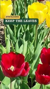 Can You Dig Up Tulips While the Leaves Are Still Green? #gardenhacks