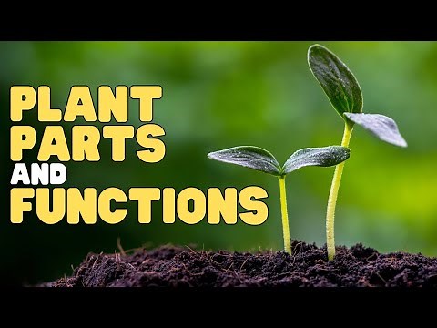Plant Parts and Functions | Interactive | Learn about the parts of a plant