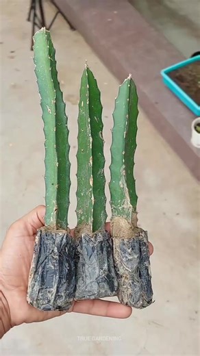 Essential Garden Hacks for Your Gardening Projects