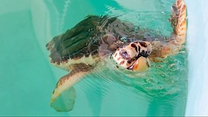 Blind sea turtle finds new home at Clearwater Marine Aquarium