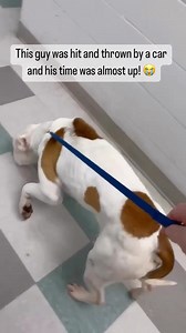 2.4K views · 5.4K reactions | A lot of times, it takes more than just a rescue to save an animal. Thank you so much Treat Dreams for helping us save this guy.  | Mutt Misfits Animal Rescue Society | Facebook