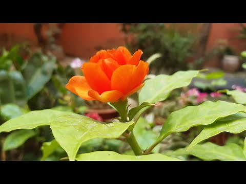 Pereskia grandifolia || How to grow and care Rose cactus... 10/07/2021